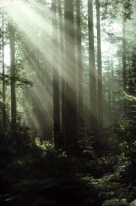 Sunlit Forest