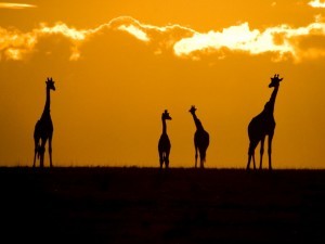 Giraffes in Africa