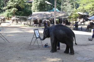 Elephant Show